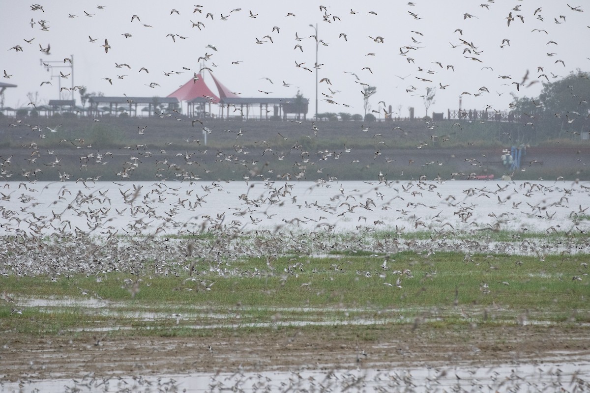 Black-bellied Plover - ML609631639