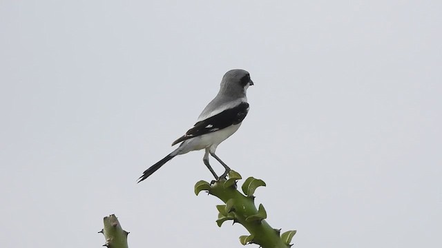 Great Gray Shrike - ML609631653