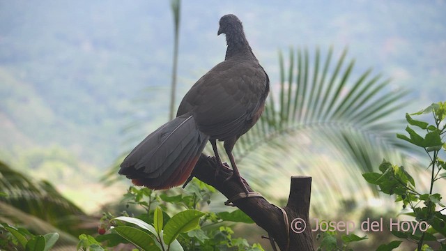 Chachalaca Colombiana - ML609631654