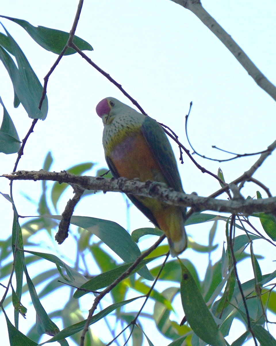 Rose-crowned Fruit-Dove - ML609631663