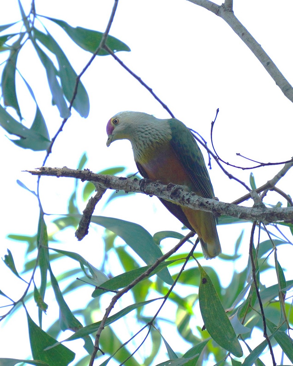 Rose-crowned Fruit-Dove - ML609631664