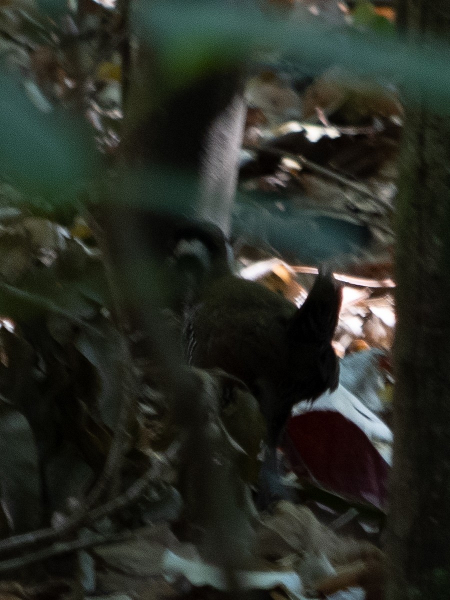 Barred Rail - Rene sun