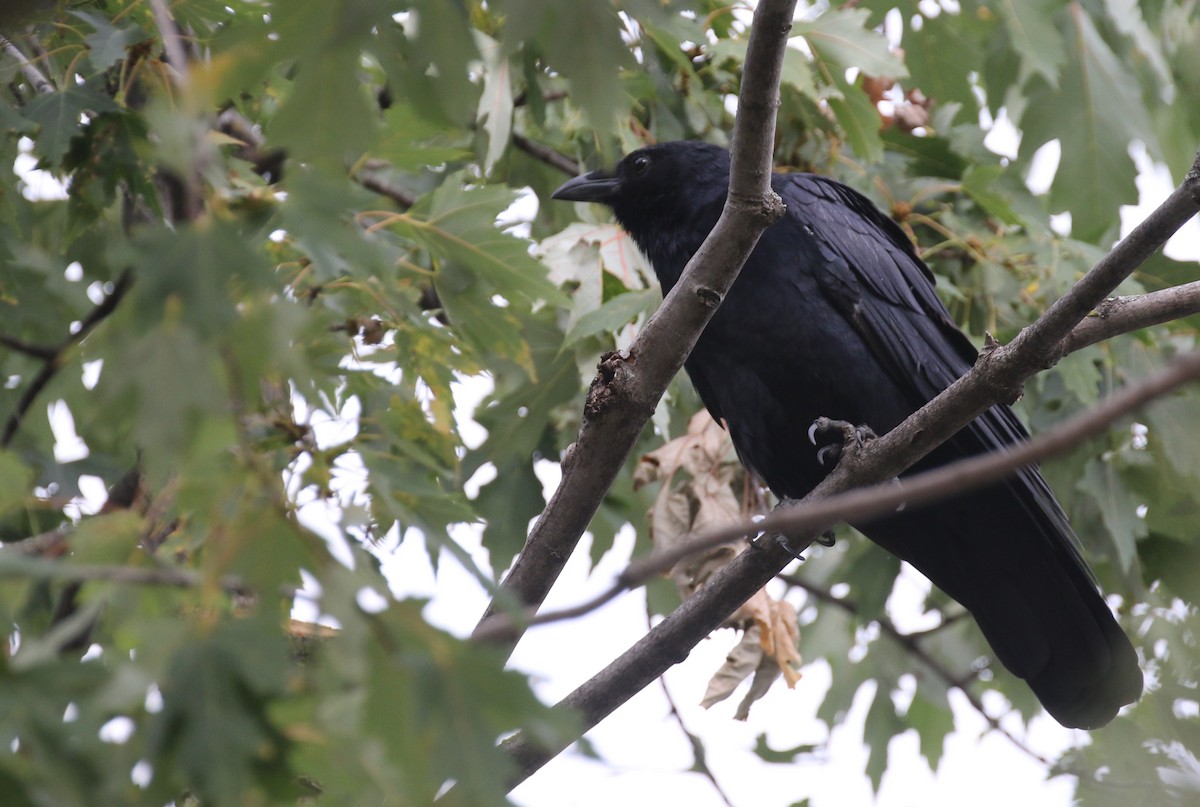 Fish Crow - Katherine Collin