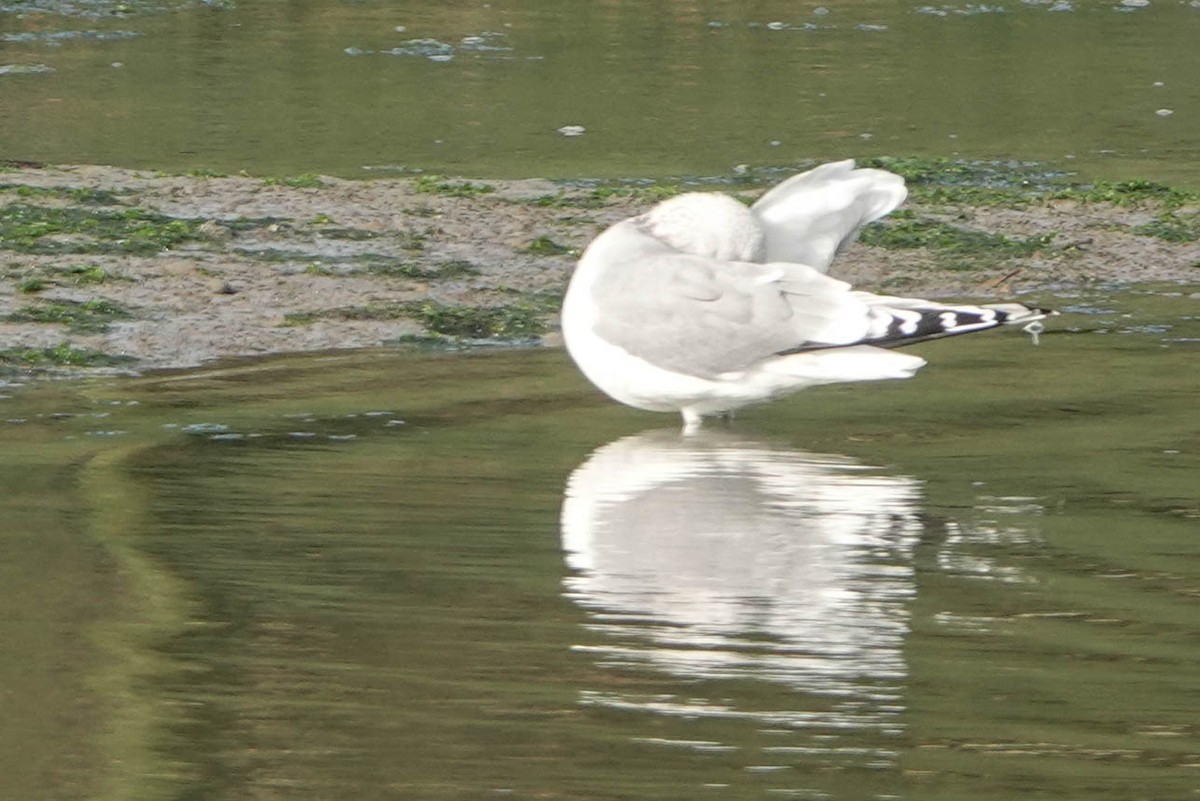 Common Gull - ML609631754