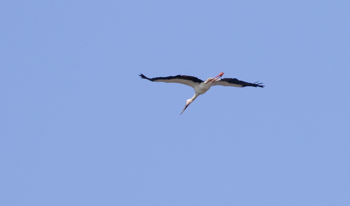Oriental Stork - ML609631756