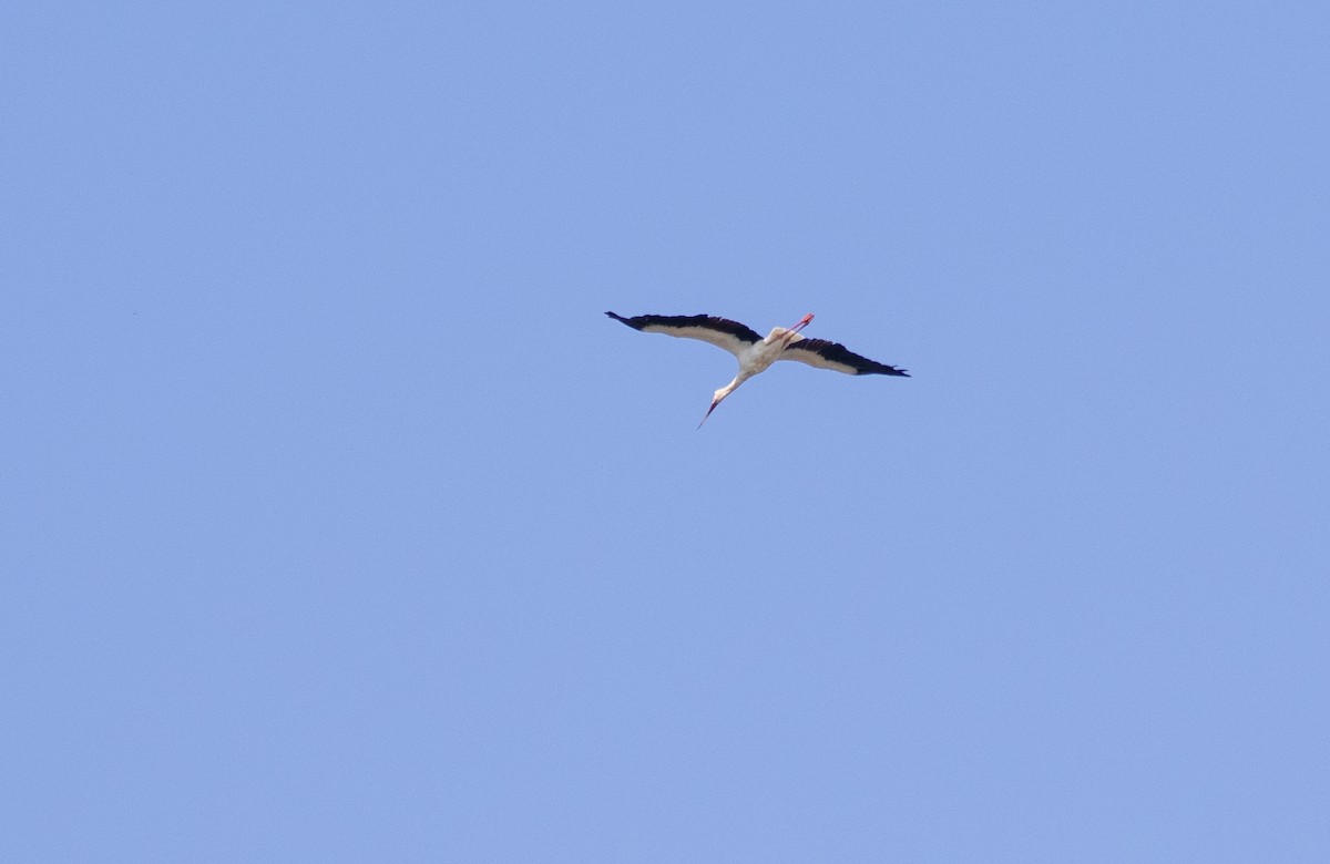 Oriental Stork - ML609631757