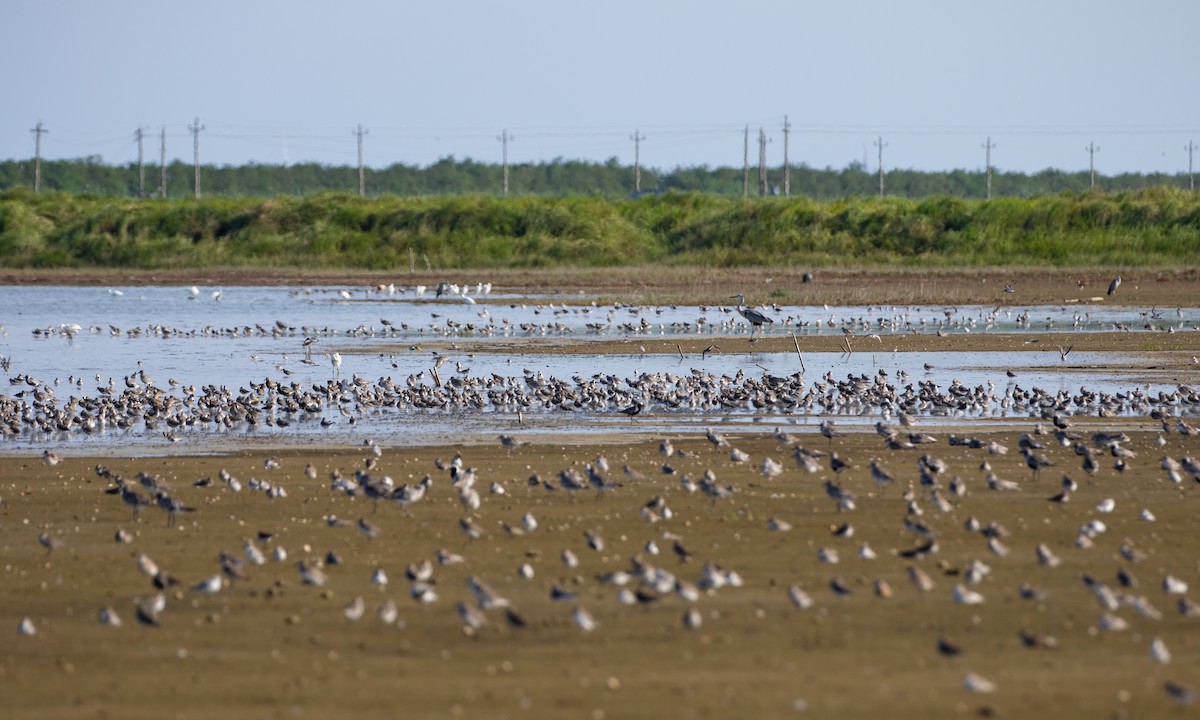 Black-bellied Plover - ML609631773