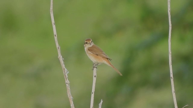 חנקן ערבות - ML609631954
