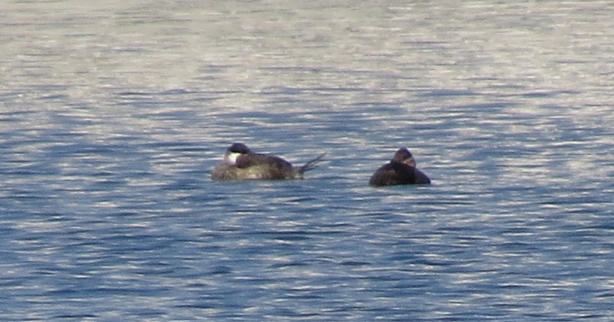 Ruddy Duck - ML609631956