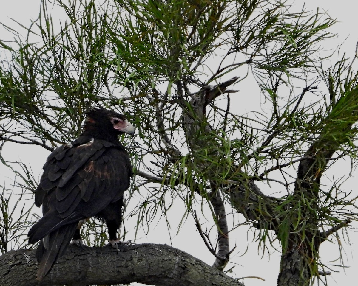 Wedge-tailed Eagle - ML609631959