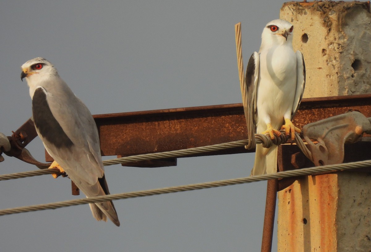 Black-winged Kite - ML609631963