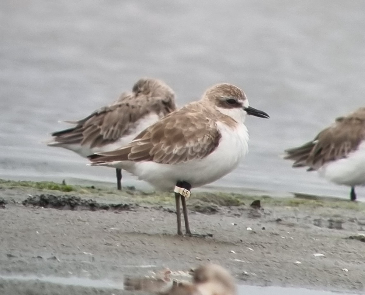 Greater Sand-Plover - ML609632086