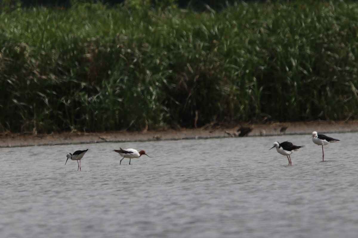 Pied Stilt - ML609632114