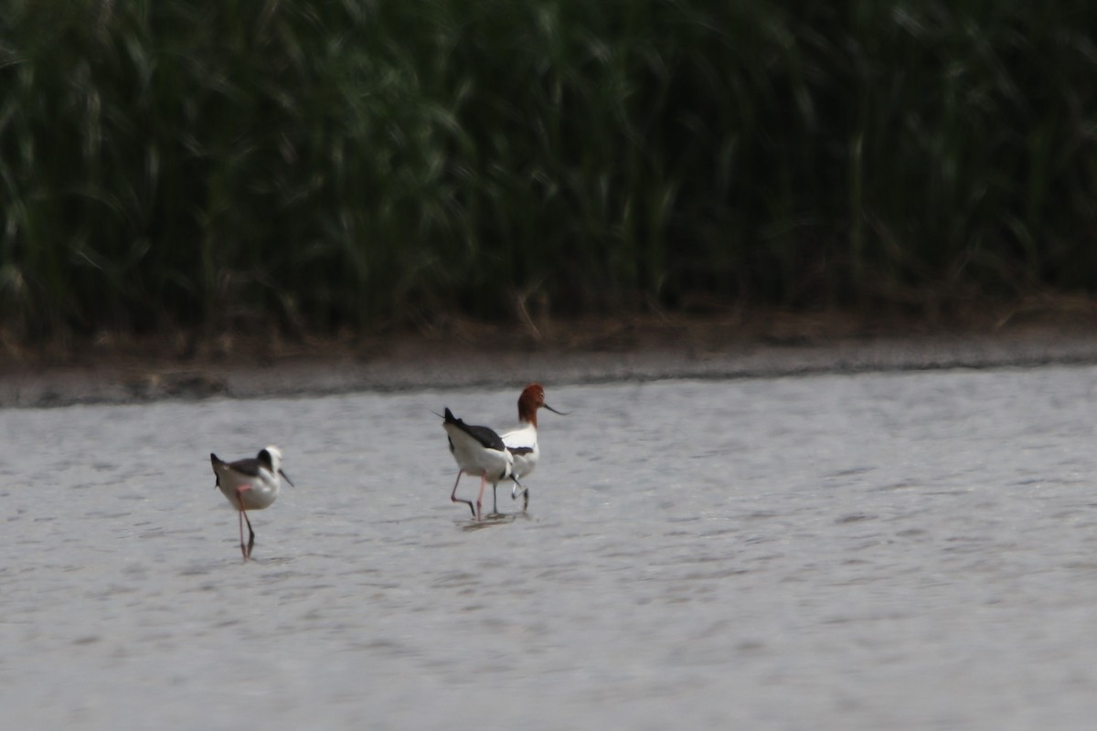 Red-necked Avocet - ML609632122