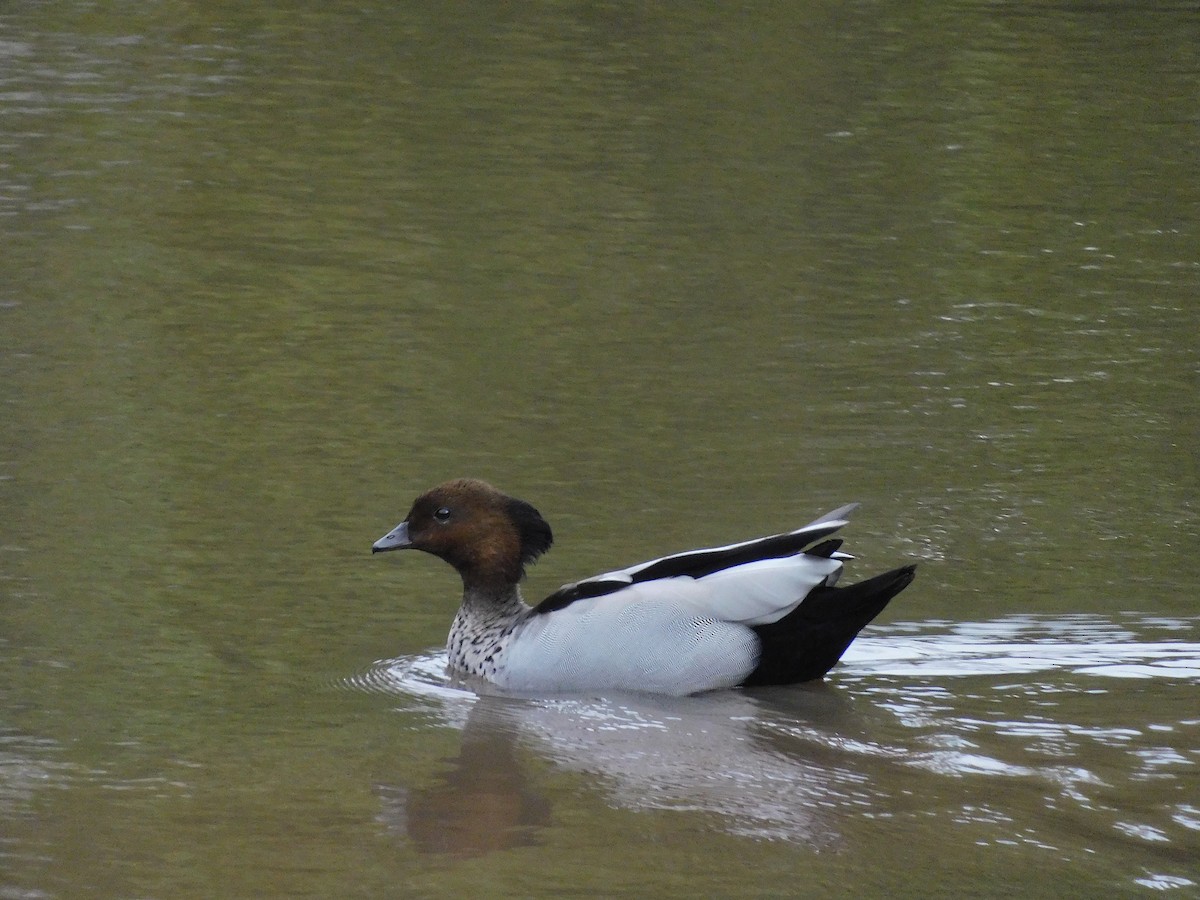 Maned Duck - ML609632190