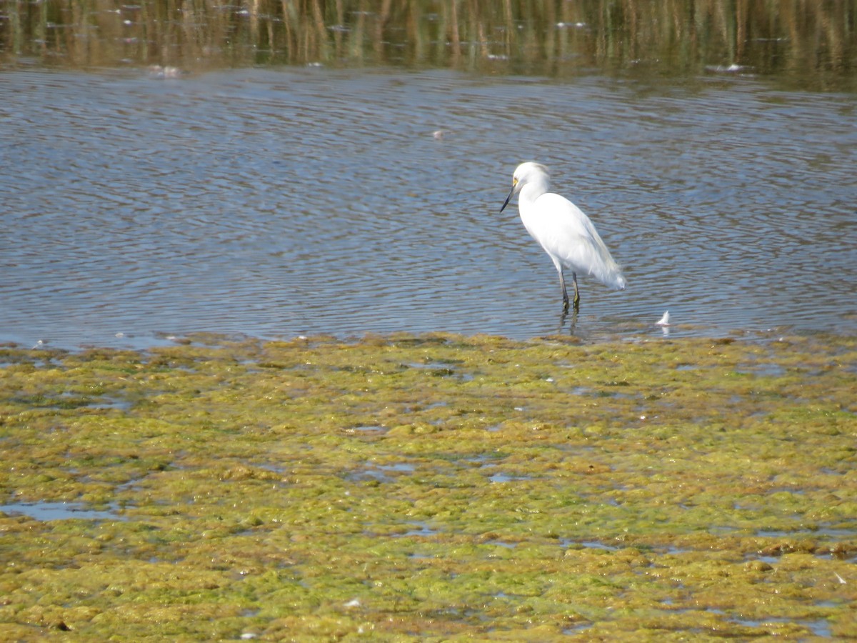 Snowy Egret - ML609632281