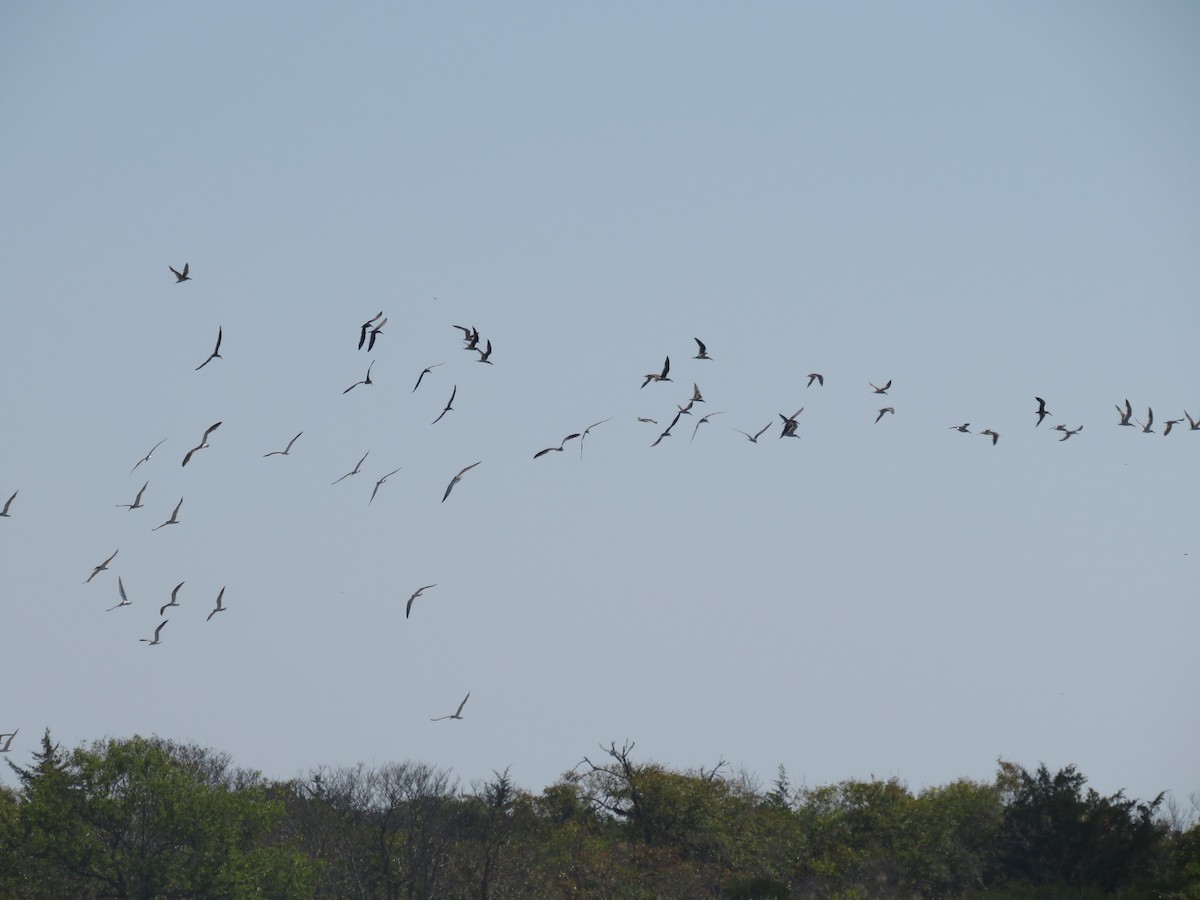 Black Skimmer - ML609632296