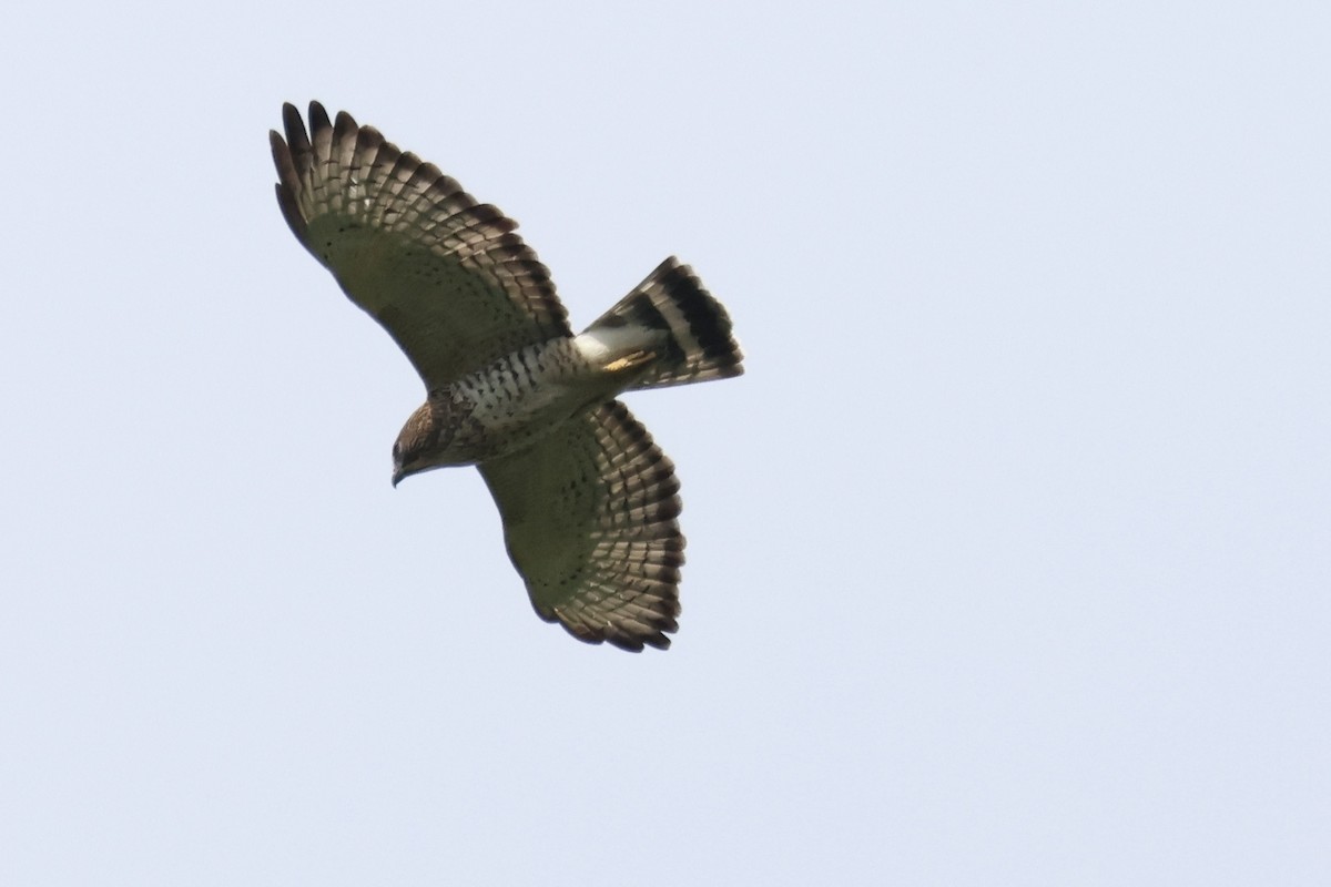 Broad-winged Hawk - A Branch