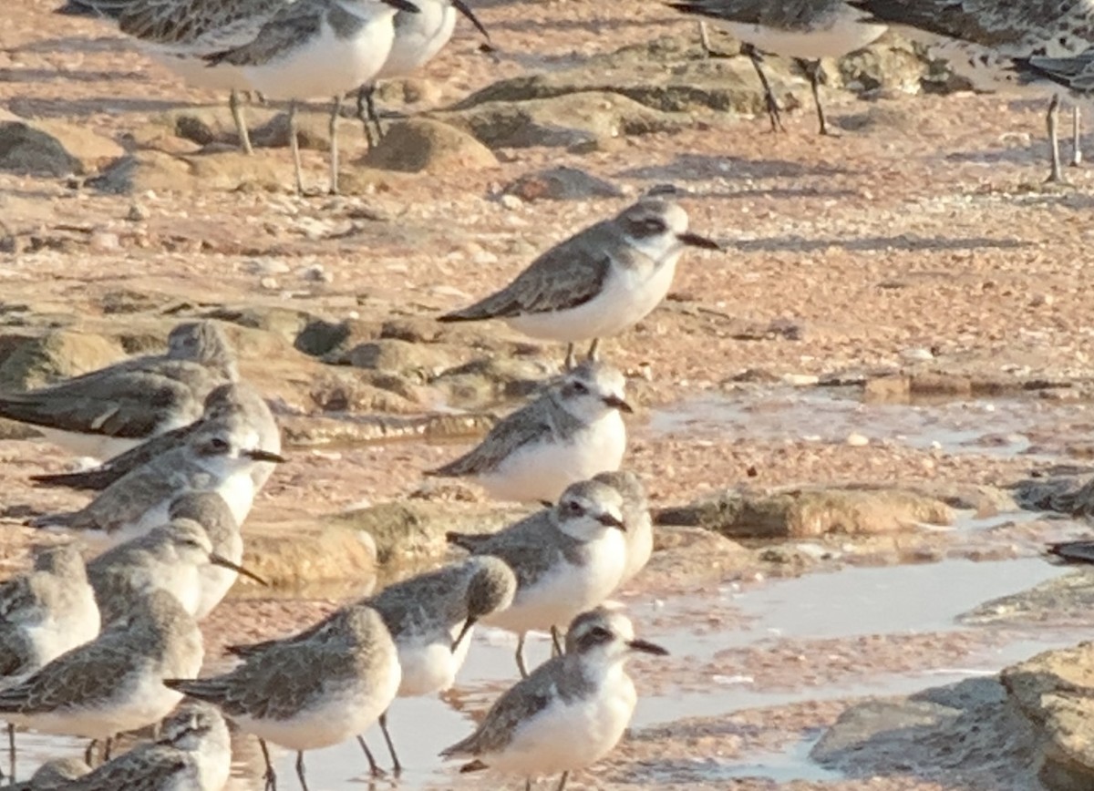 Greater Sand-Plover - E . V