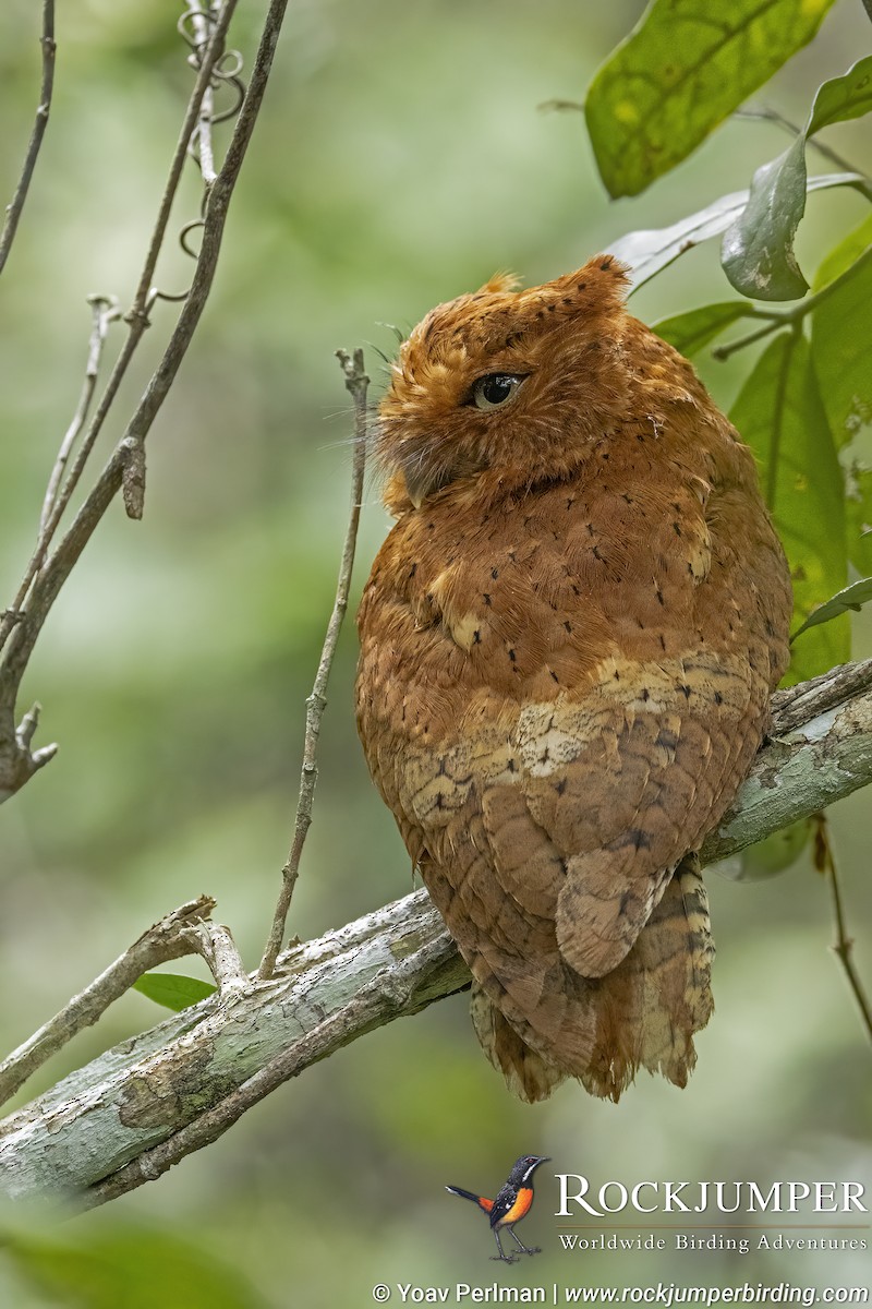 Sokoke Scops-Owl - Yoav Perlman