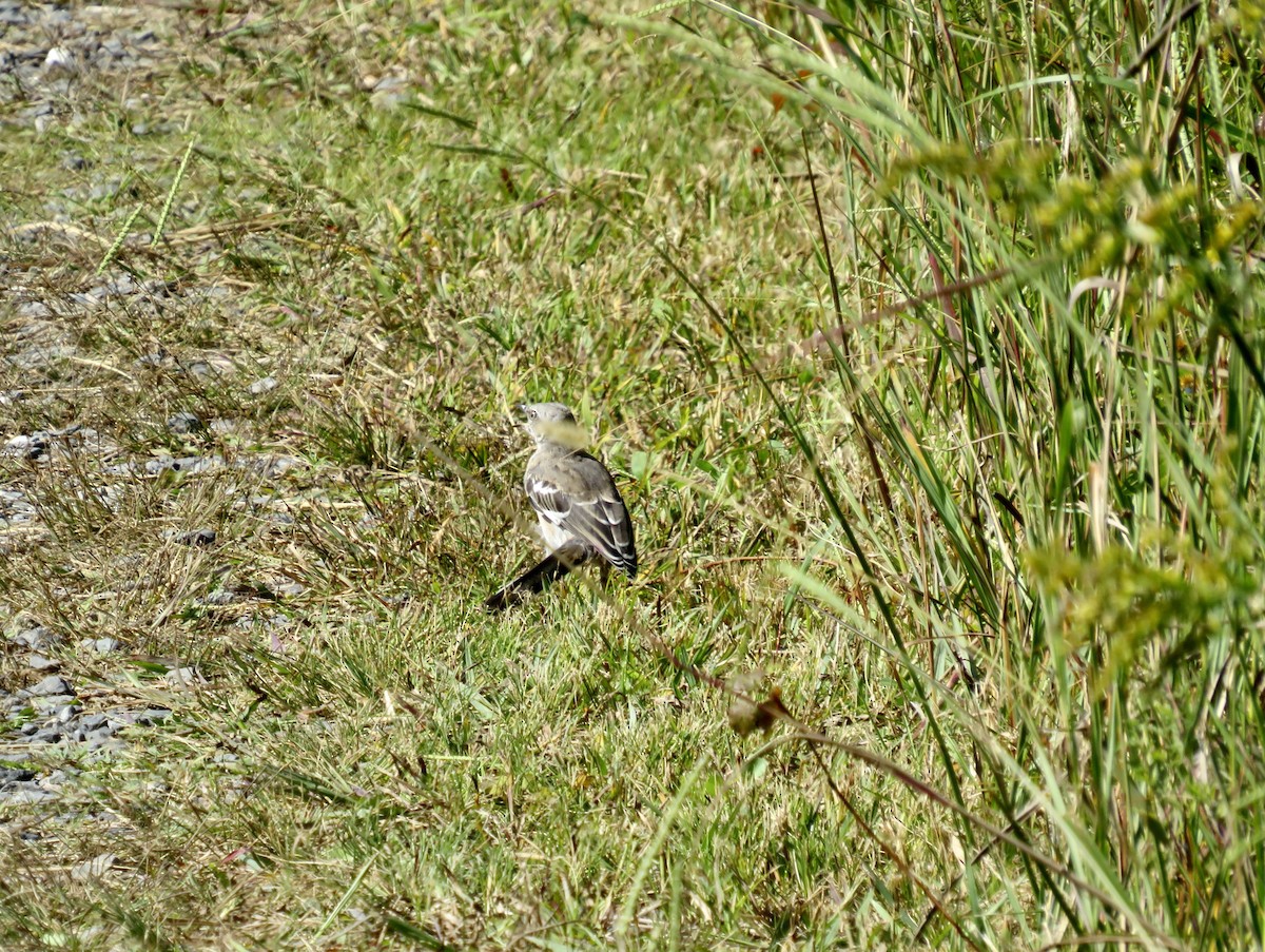 Northern Mockingbird - scott baldinger