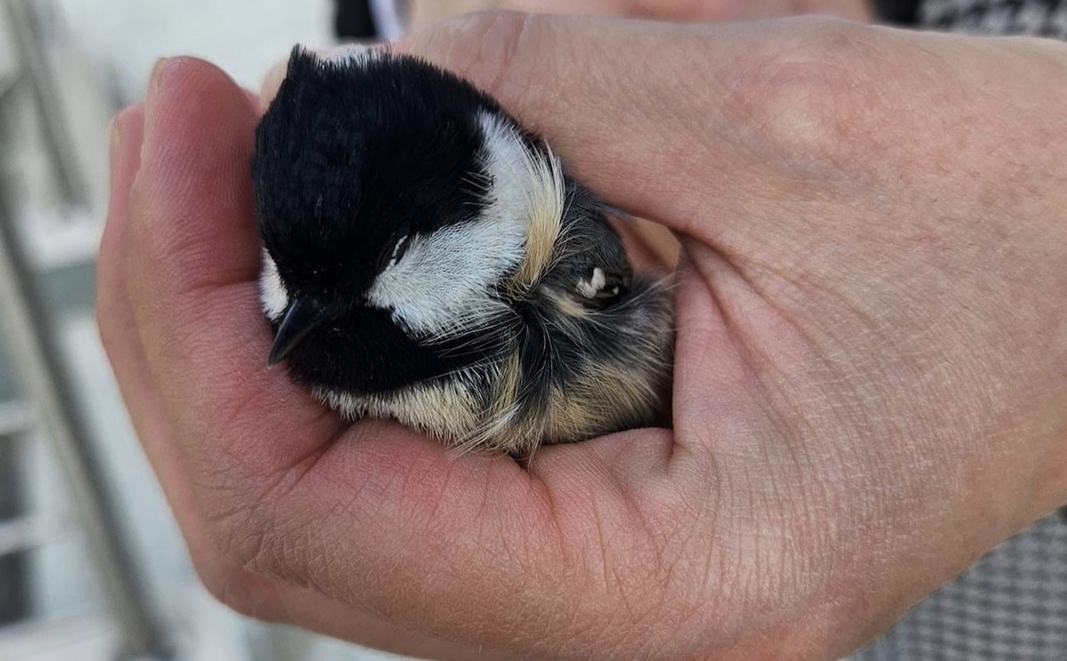 Coal Tit - ML609632344