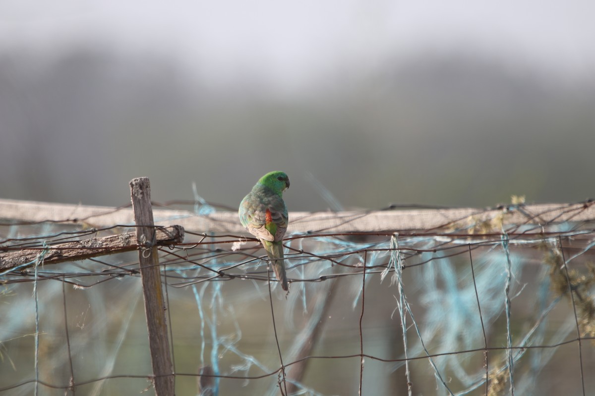 Red-rumped Parrot - ML609632375