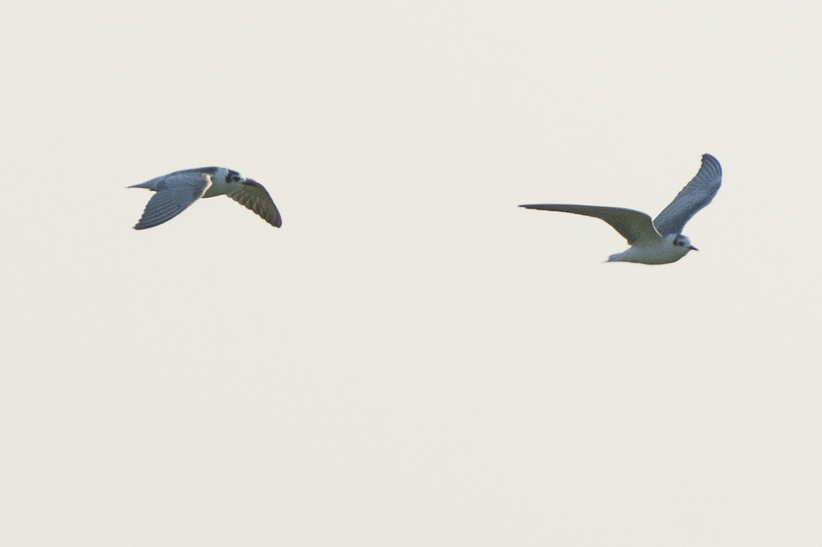 White-winged Tern - ML609632398