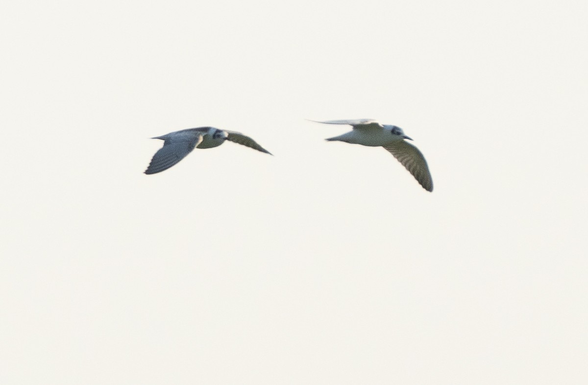 White-winged Tern - ML609632399