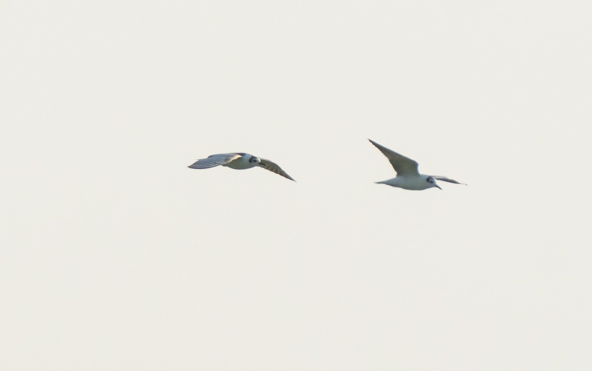 White-winged Tern - ML609632400