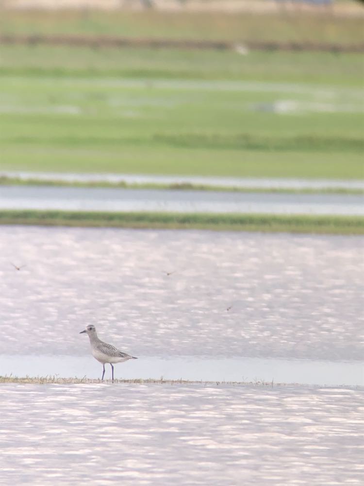 Black-bellied Plover - ML609632405