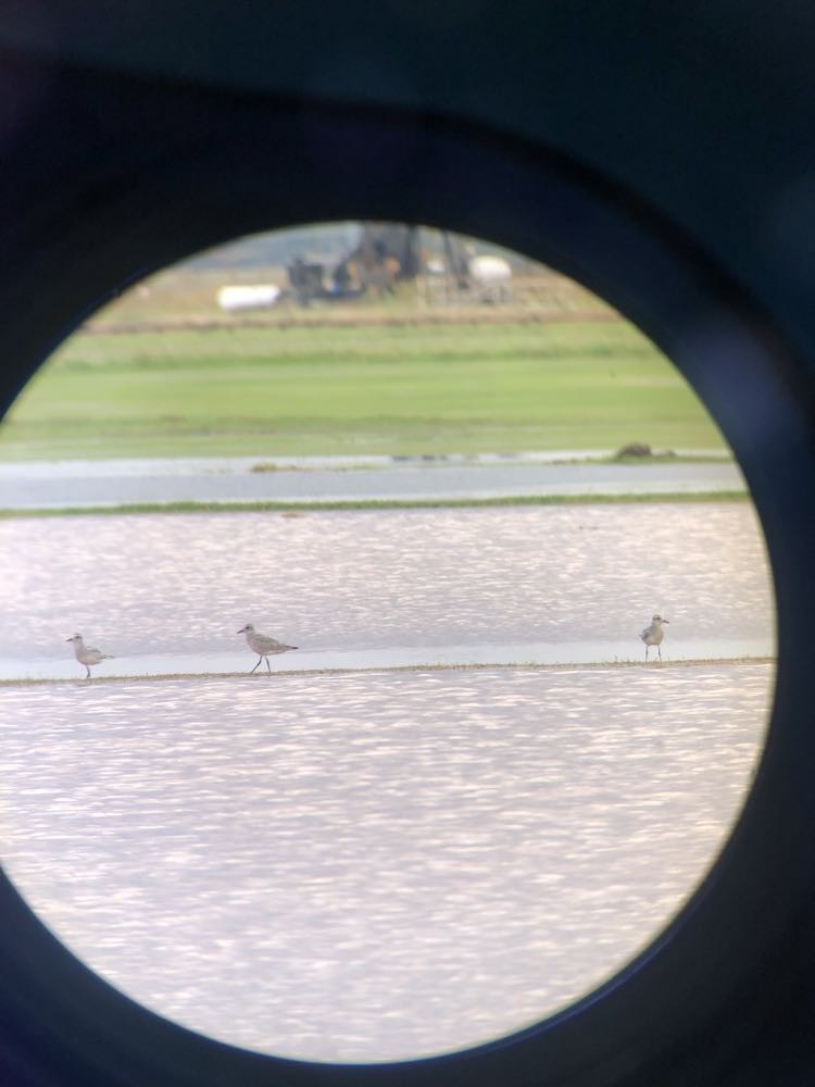 Black-bellied Plover - ML609632406