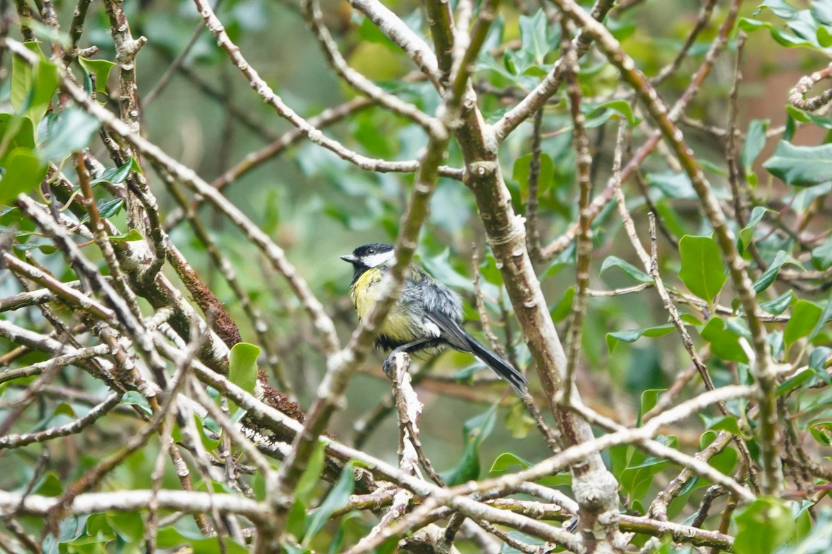 Mésange charbonnière - ML609632501