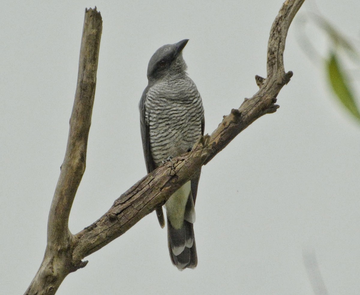 Large Cuckooshrike - ML609632621