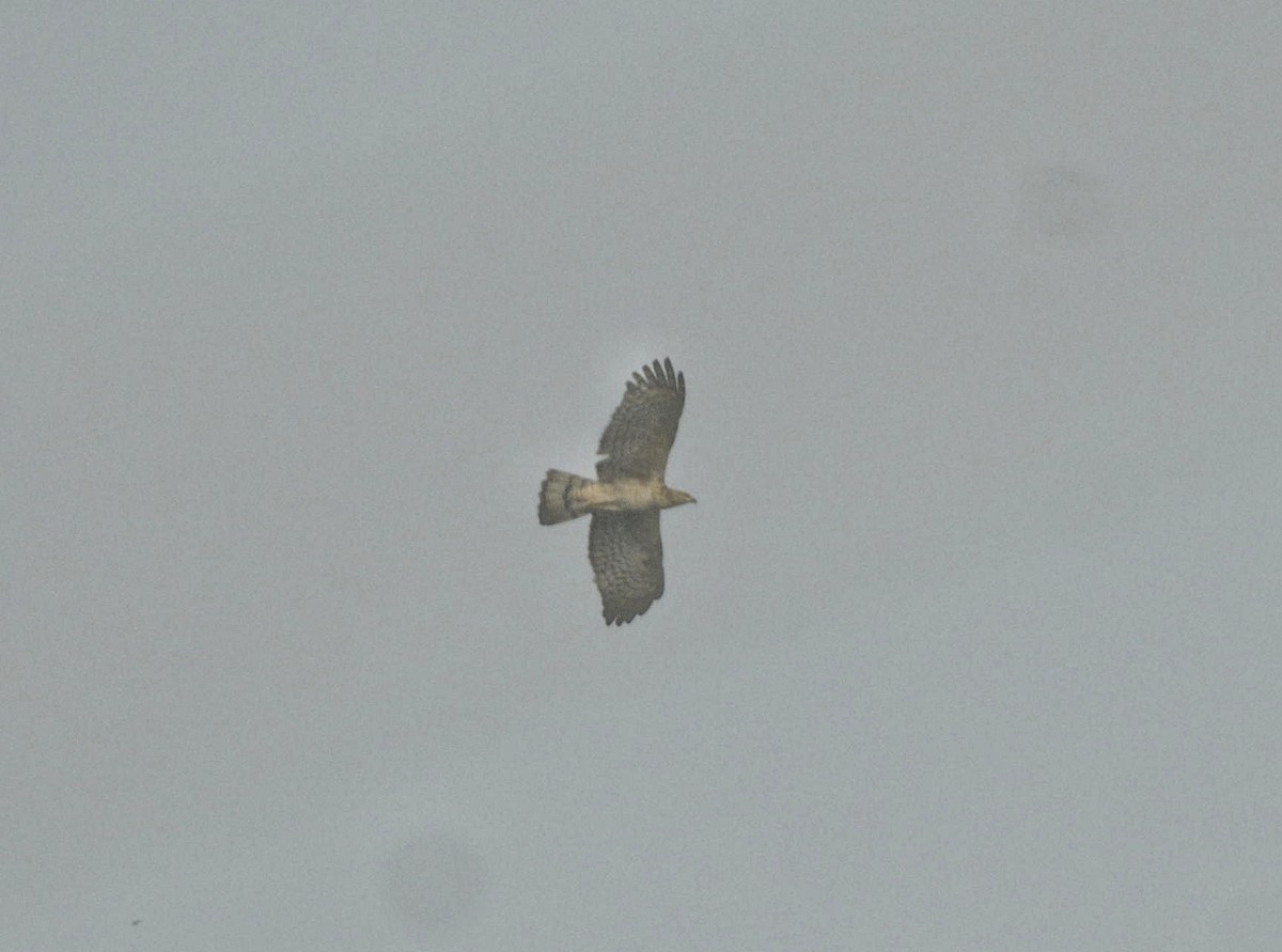 Oriental Honey-buzzard - ML609632648