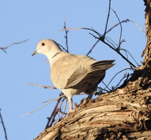Eurasian Collared-Dove - ML609632651