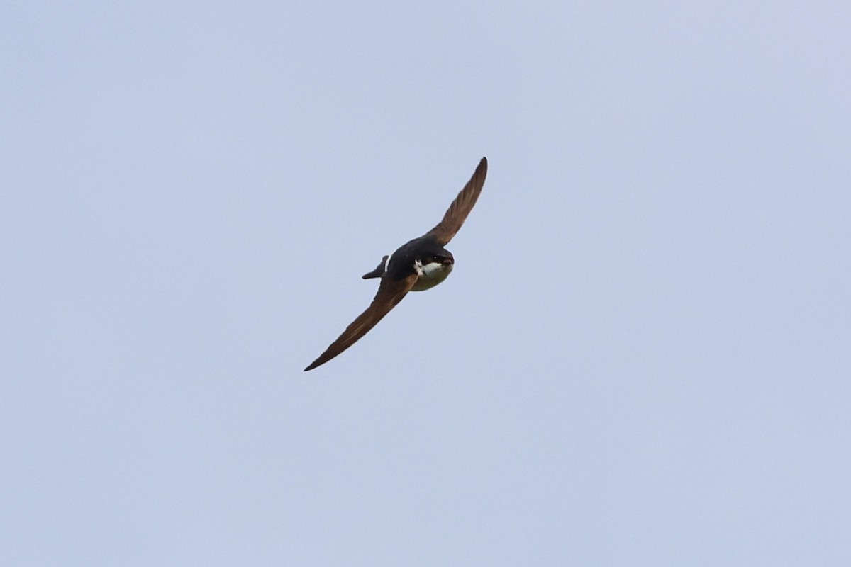 Western House-Martin - ML609632673