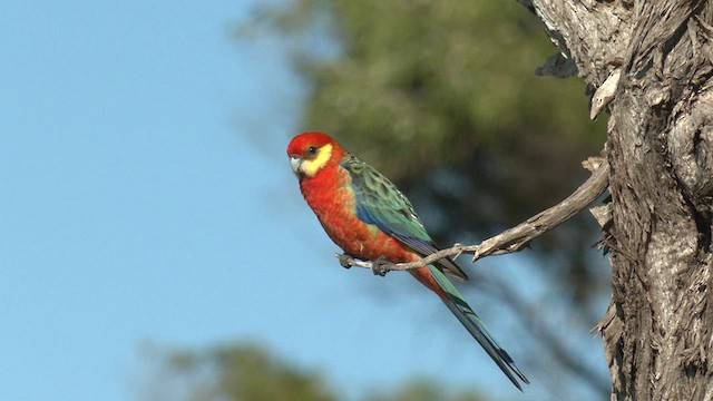 gulkinnrosella - ML609632731