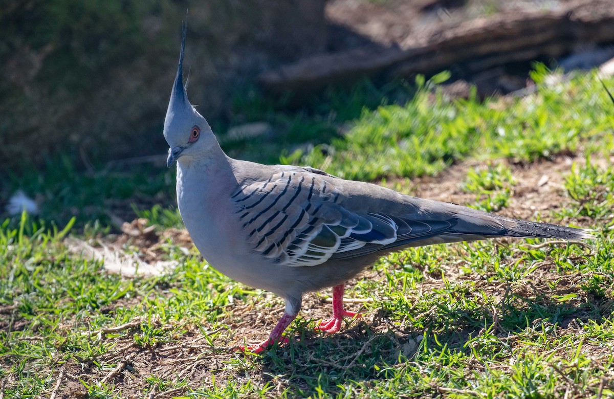 Crested Pigeon - ML609632799