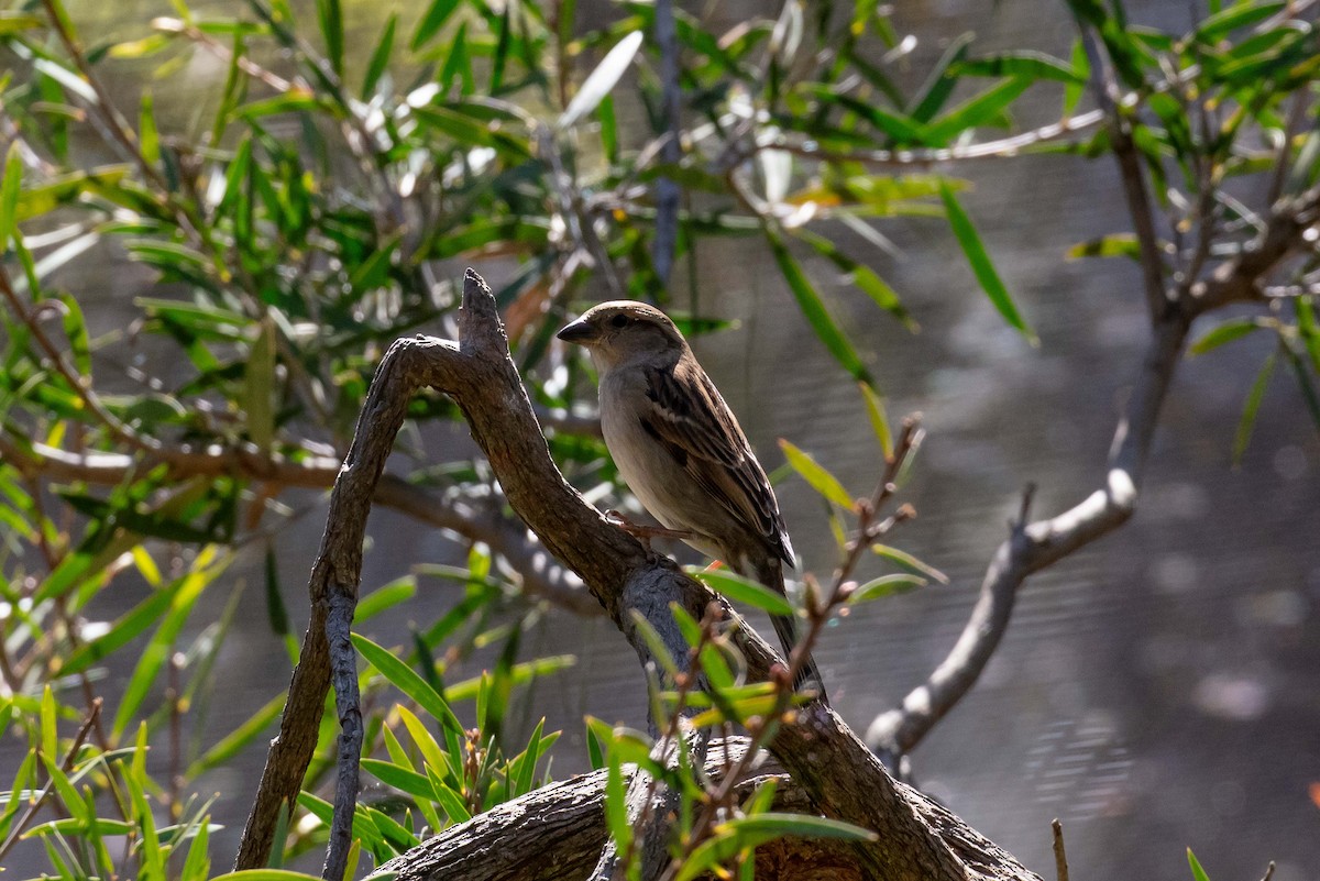 Moineau domestique - ML609632802