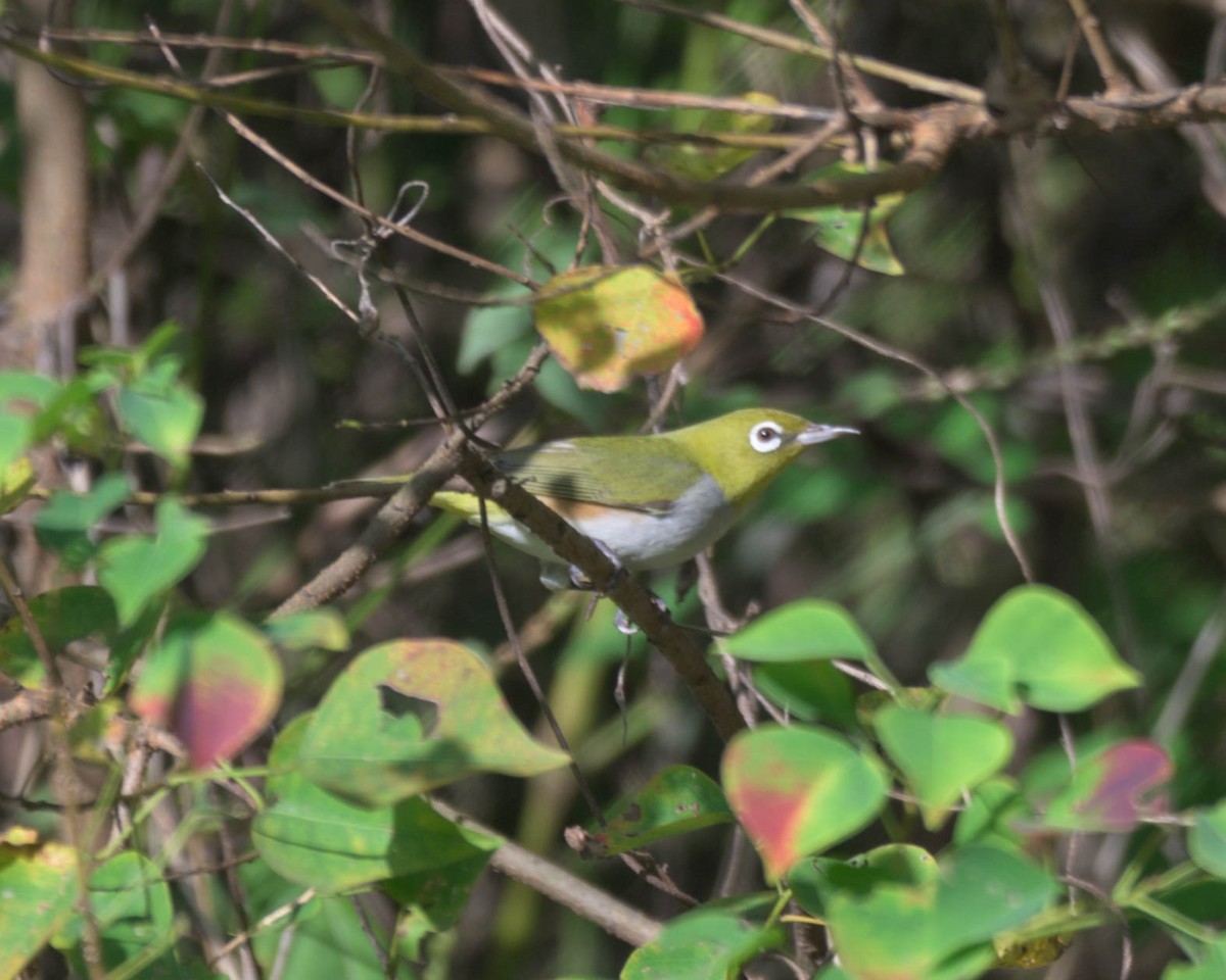 Chestnut-flanked White-eye - ML609632818