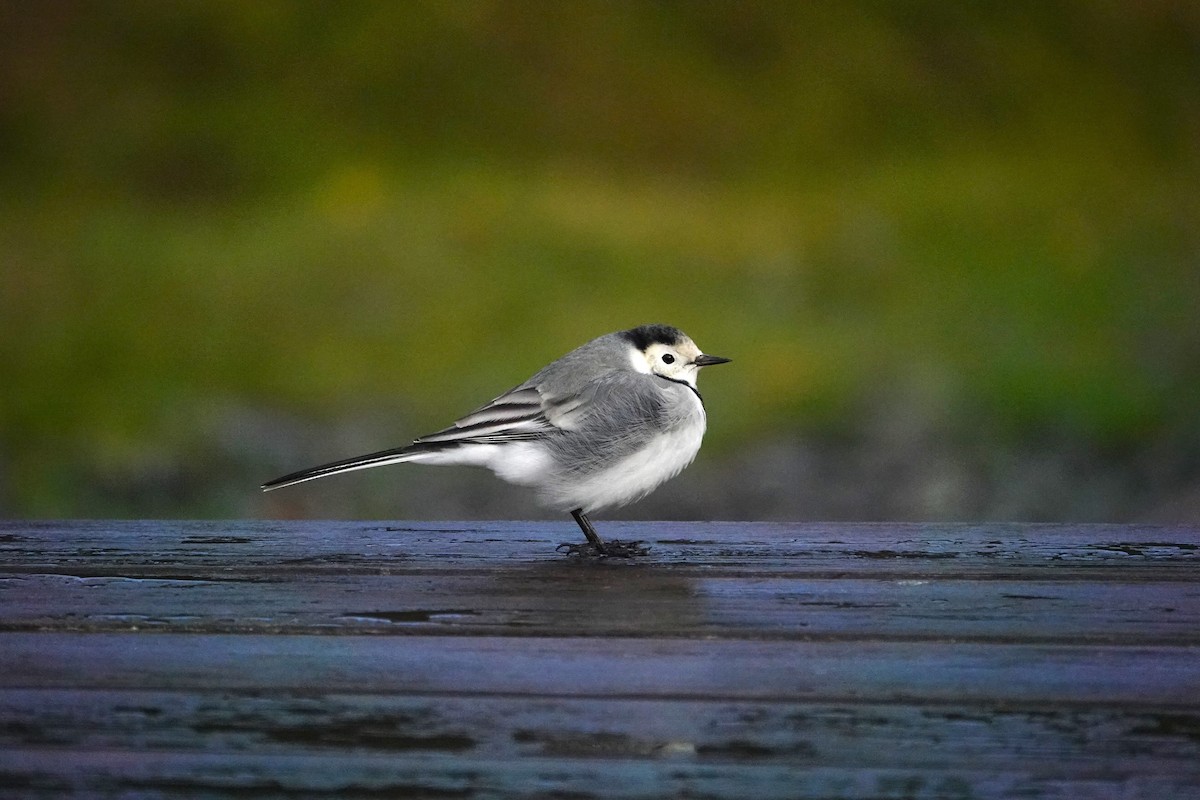 White Wagtail - ML609632835