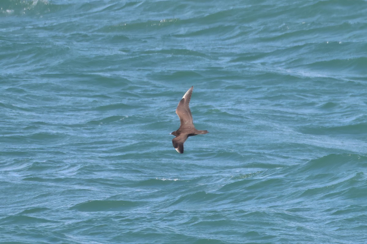 Parasitic Jaeger - ML609632854