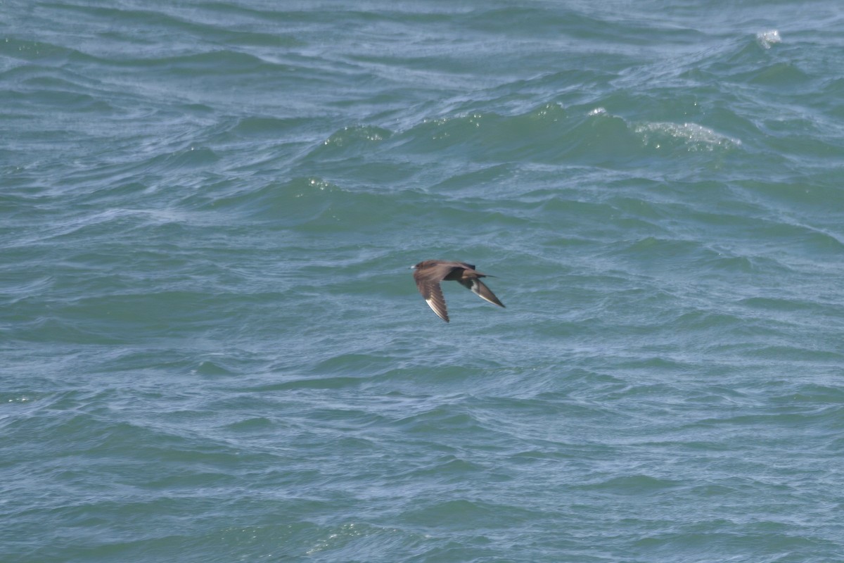 Parasitic Jaeger - ML609632855