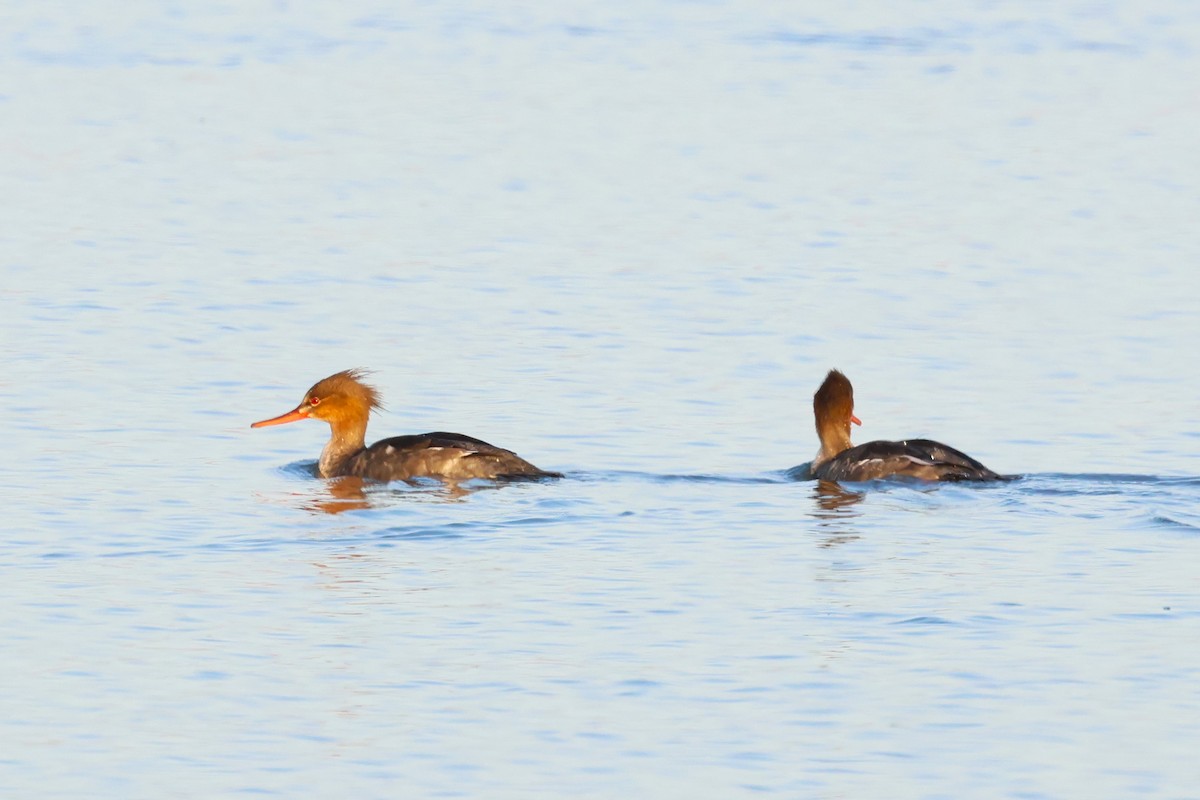 Red-breasted Merganser - ML609632895