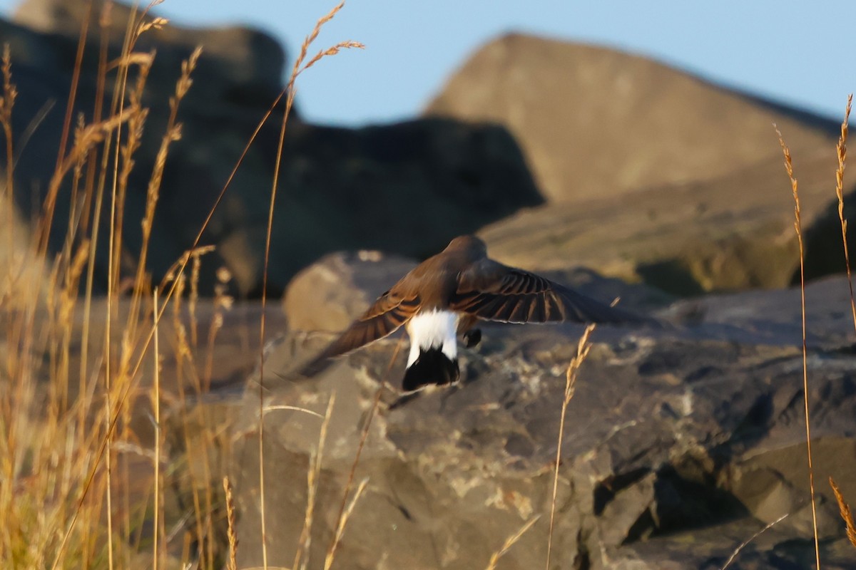 Northern Wheatear - ML609632902