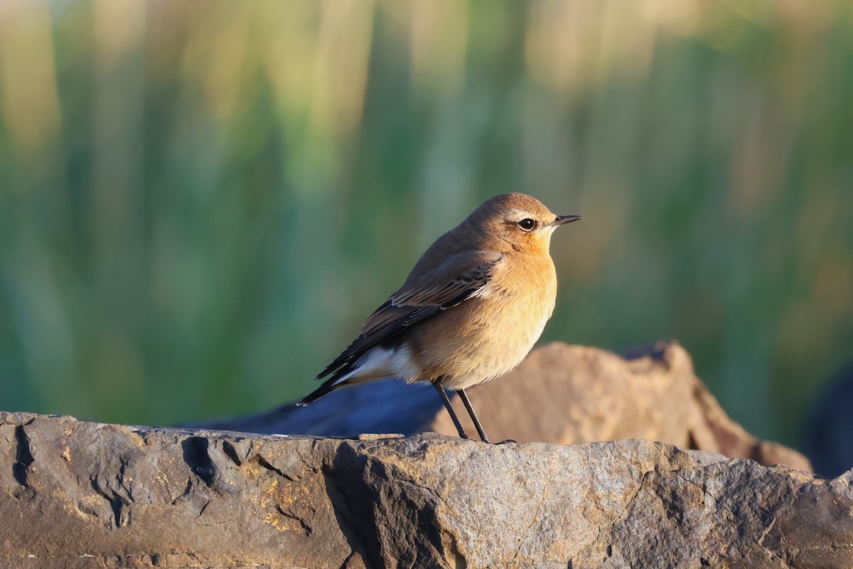 Northern Wheatear - ML609632903