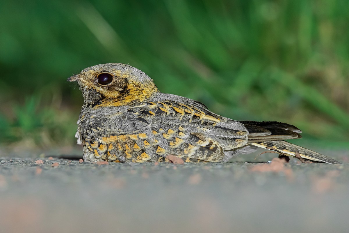 Indian Nightjar - ML609632925