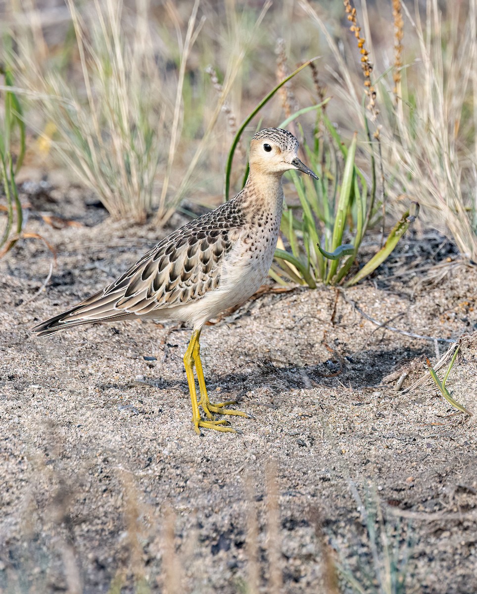 Buff-breasted Sandpiper - ML609632937