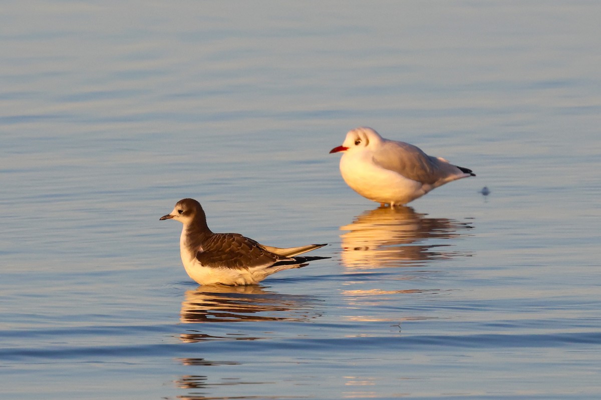 Sabine's Gull - ML609632941